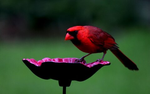 Cardinal northern cardinal photo