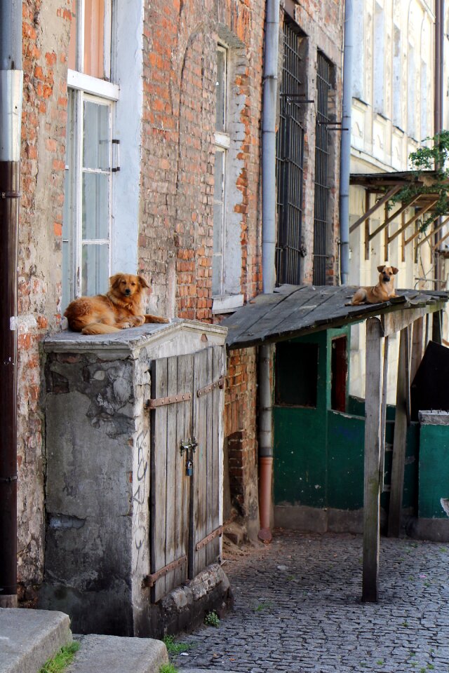 Dog architecture landscape