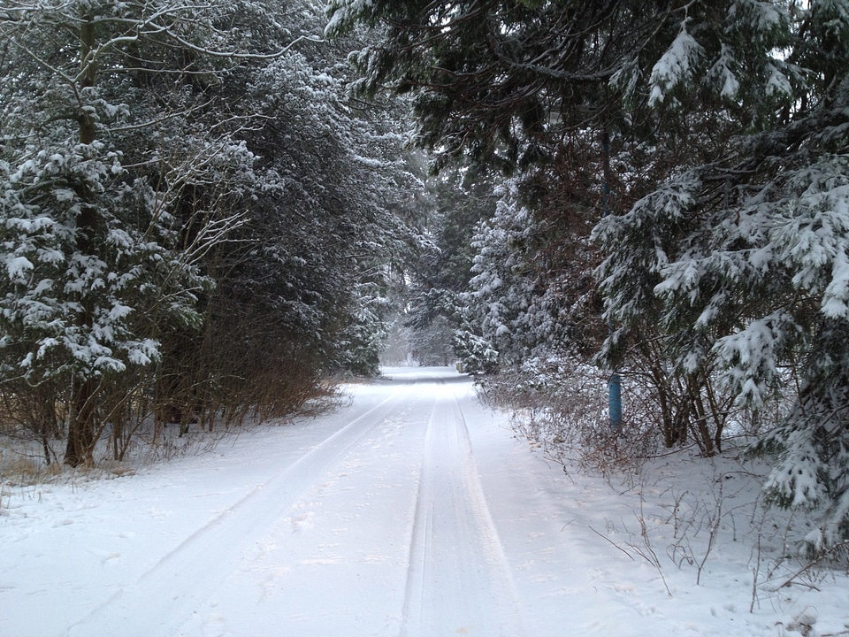 Forrest winter trees nature