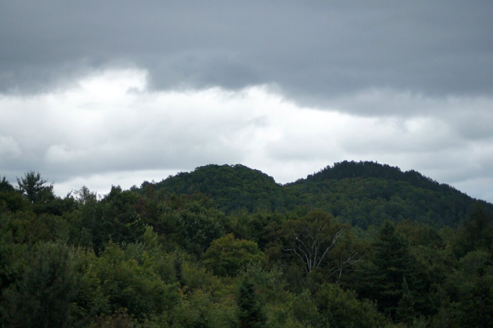 Trees nature sky