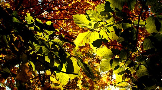 Vote fall colors forest path