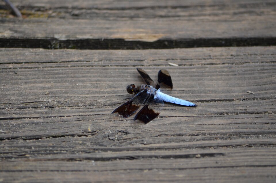 Blue wing wings photo