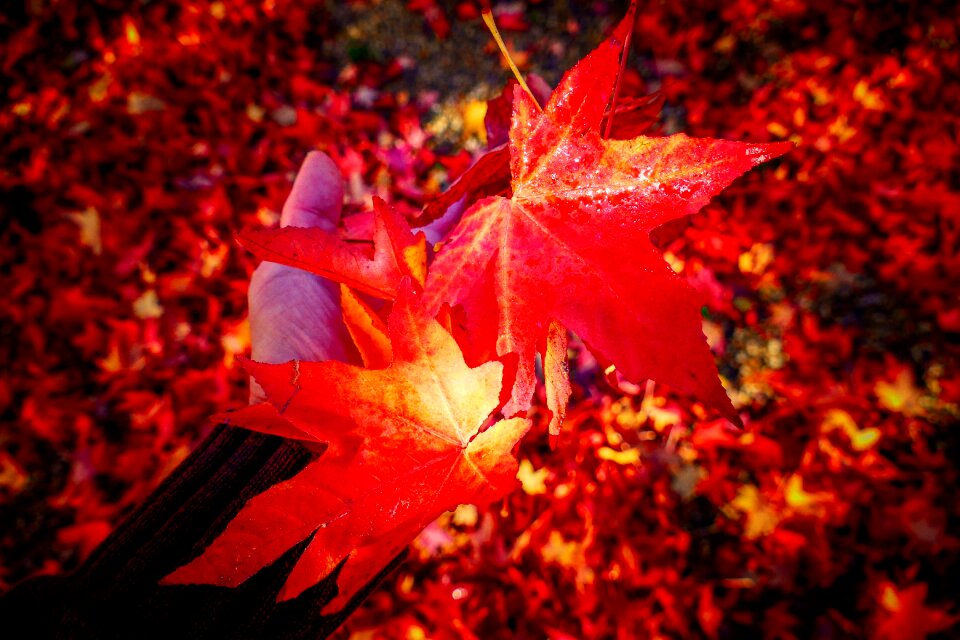 Nature light red