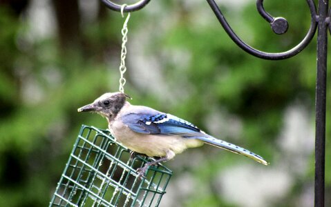 Bird blue