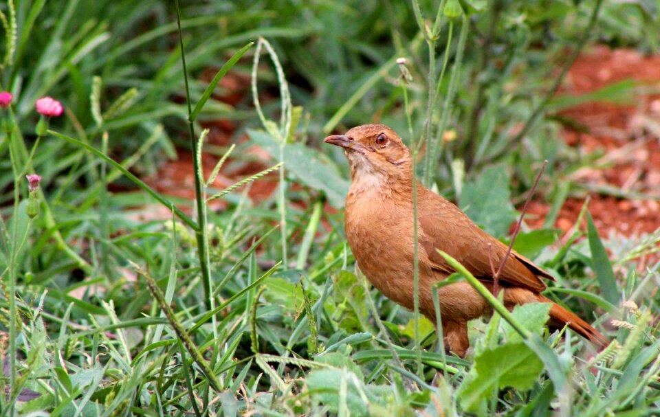 Nature birdie looking