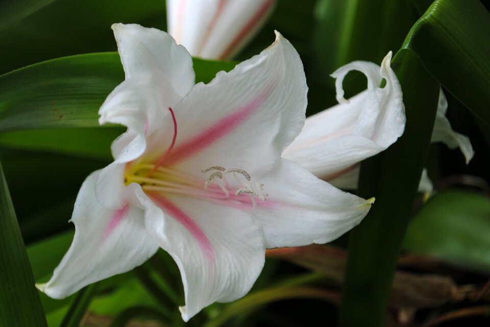Plant nature natural