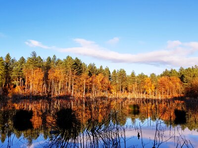 Mere pine forest reflection photo