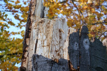Broken nature tree