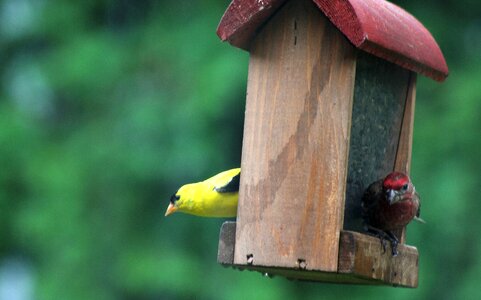 Red goldfinch purple finch photo