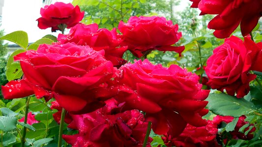 Red roses