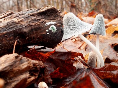 Wet foam trees