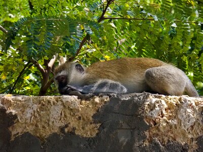 African monkey animal