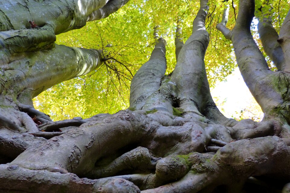 Nature forest plant