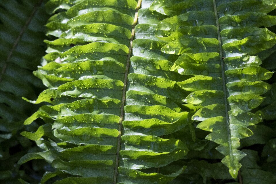 Nature garden beautiful