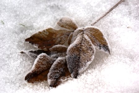 Freezing nature tree photo