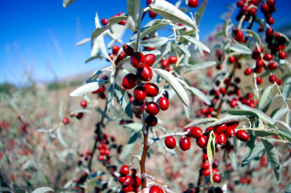 Nature berry desert
