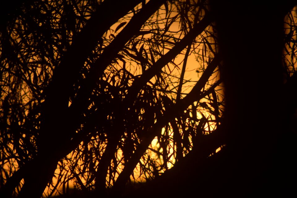 Trees nature