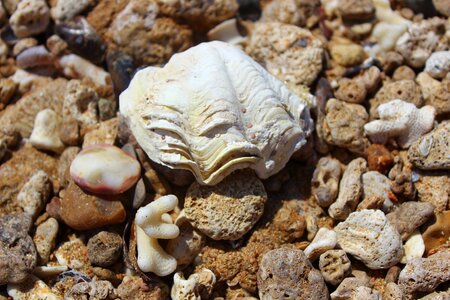 Shell sea beach