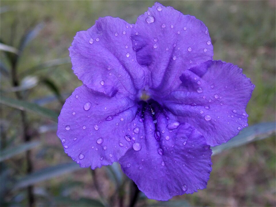 Morning glory purple flower