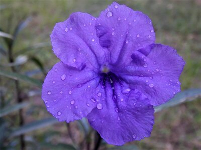Morning glory purple flower photo