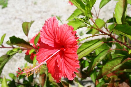 Exotic tropical plant photo