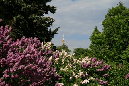 Botanical garden vista purple