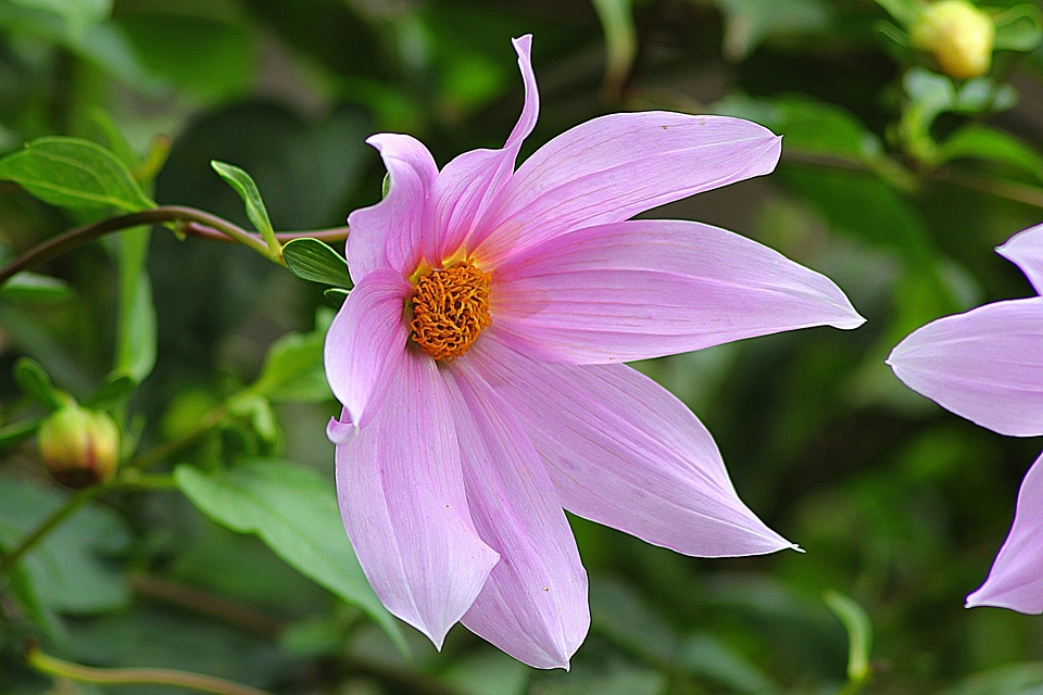 Floral plant natural