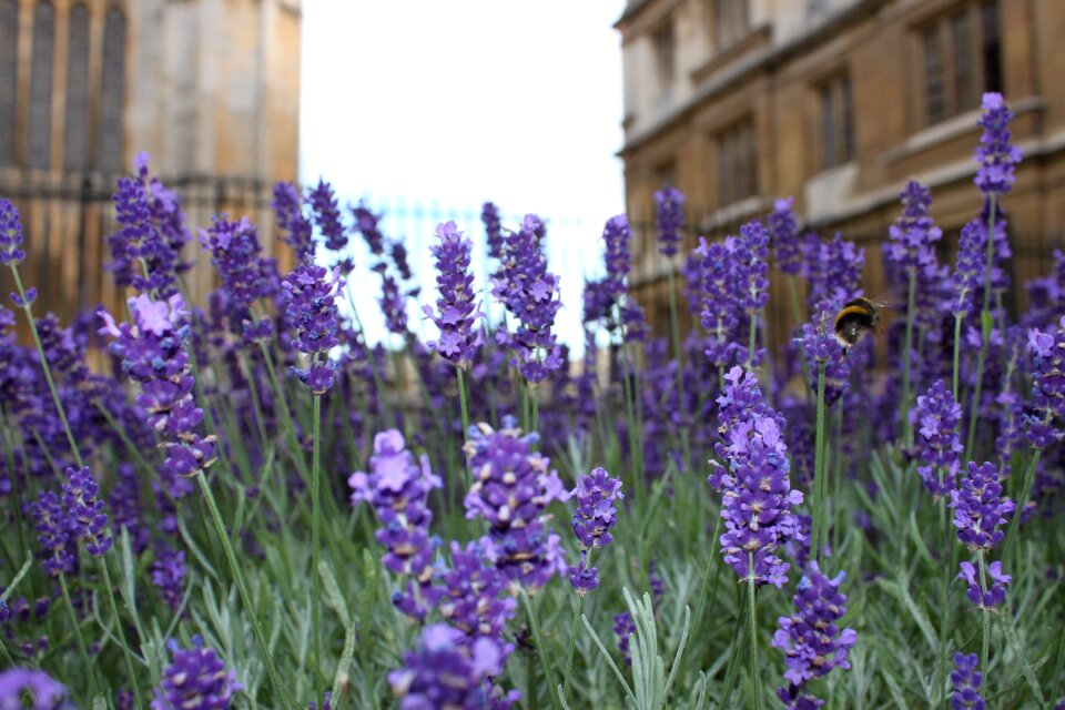 Famous lavender flower