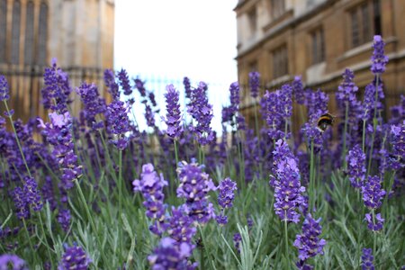 Famous lavender flower