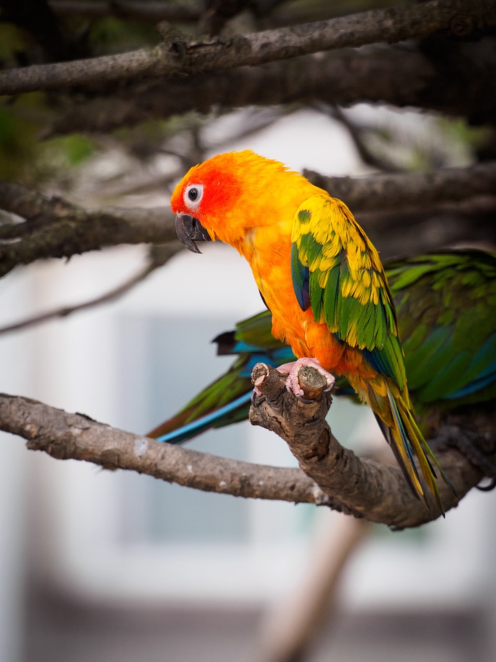 Birds greenness new