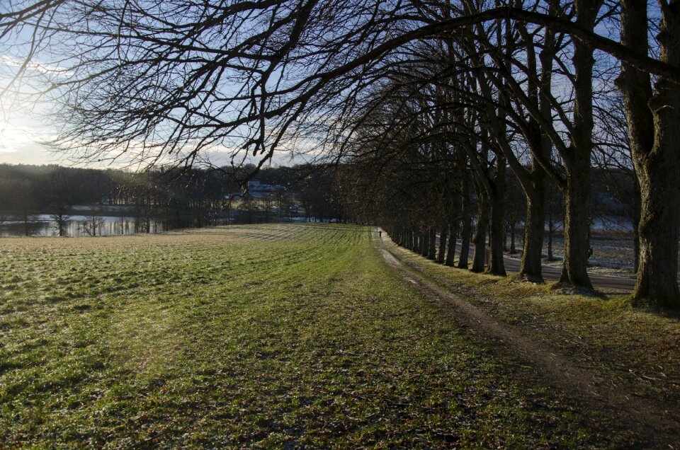 Tree forest winter