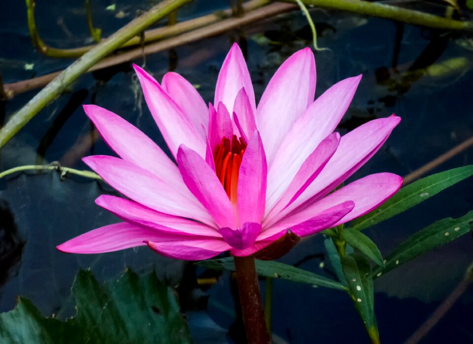Beautiful bloom floral