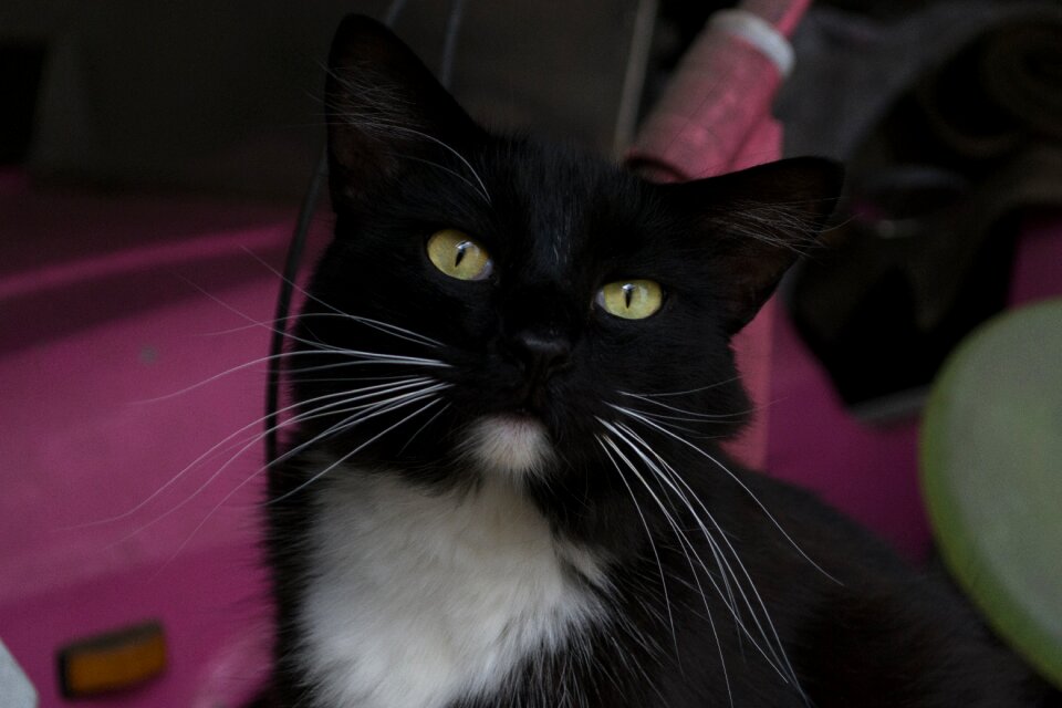 Black cat domestic housecat