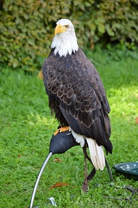 Raptor feather symbol photo