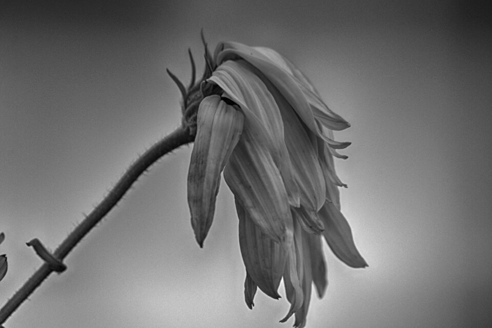 Black white transient beauty