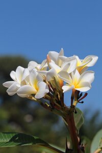 Flower cerrado flower nature