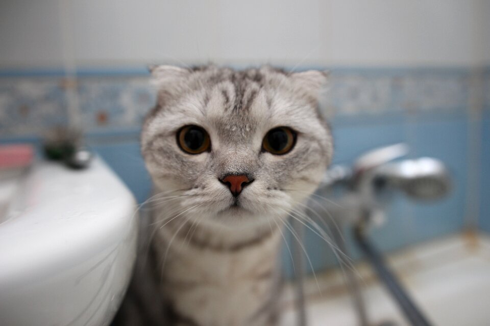 Muzzle mustachioed pet
