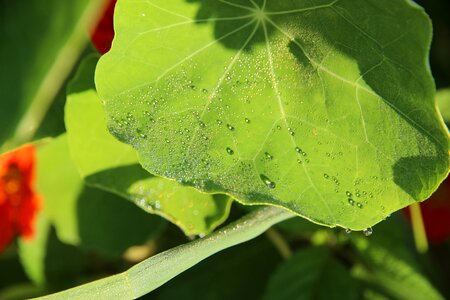 Drops rosa sunny