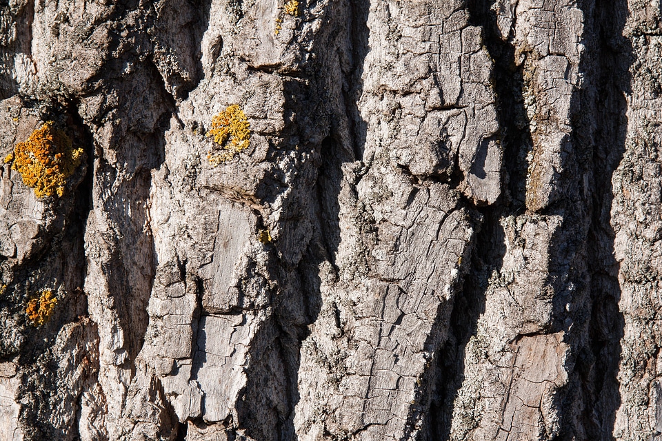 Old poplar bast shed bark