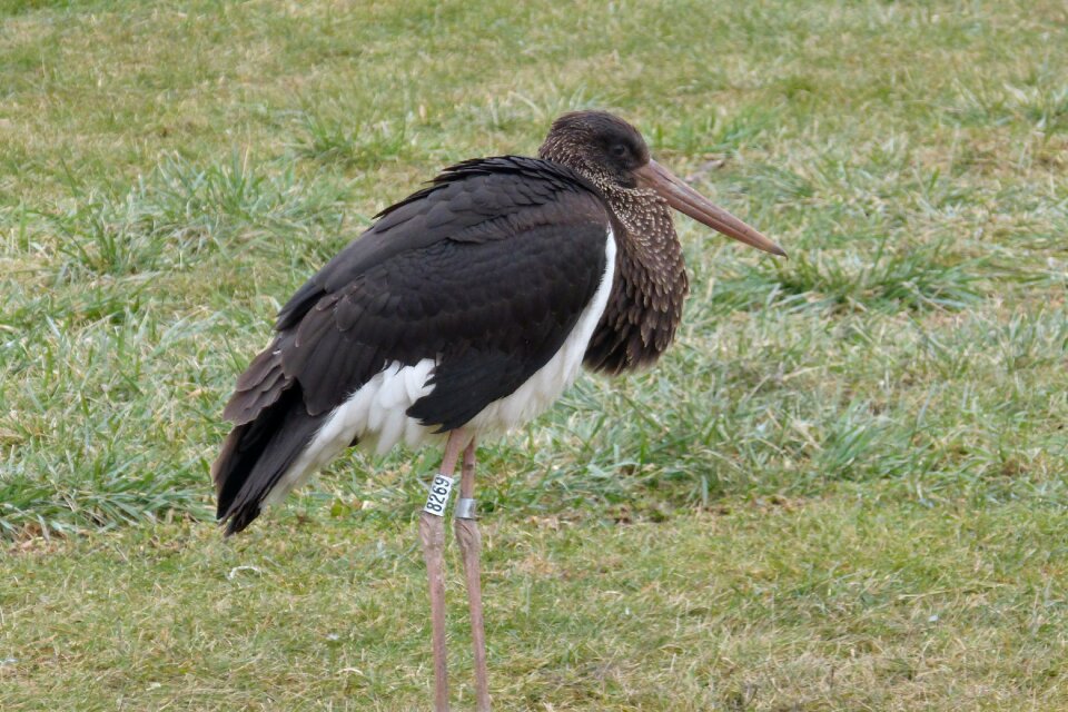 Bird vogel consists of