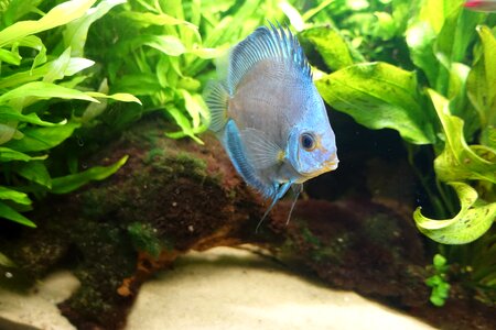 Aquarium cichlid south america photo