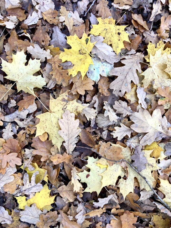 Season fall colors background