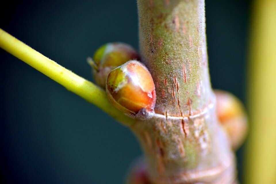 Bud nature