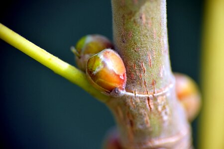 Bud nature