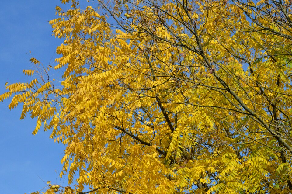 Trees autumn forest