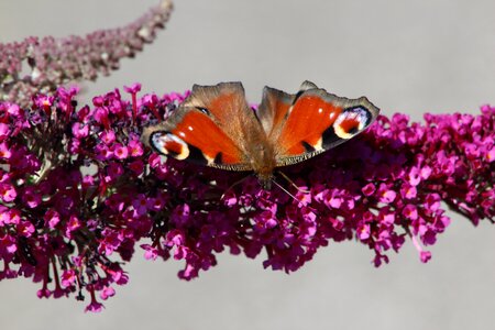 Summer insect blossom