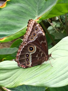 Wing tender insect