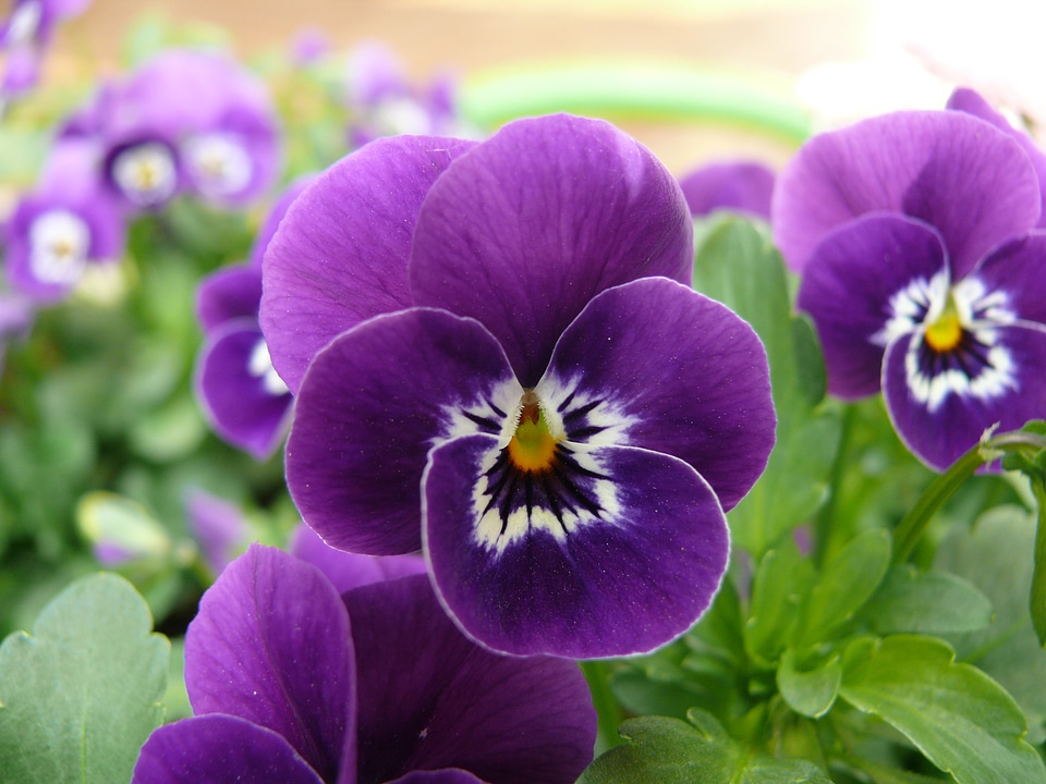 Pansy macro photography plant