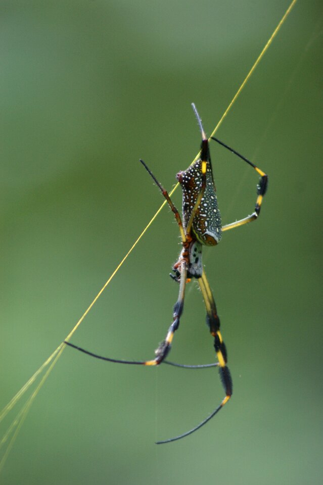 Nature spider webs animals