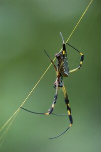 Nature spider webs animals photo